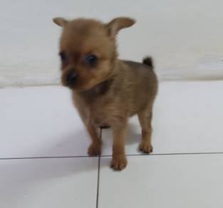 7 weeks old female Chihuahua mix 