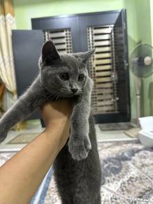 British shorthair BSH (female 3 month)