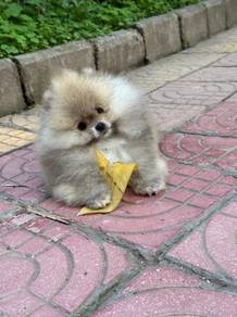 Pomeranian