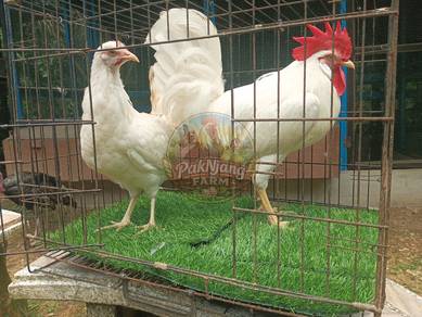 Ayam white leghorn