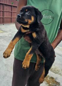 Rottweiler Puppy