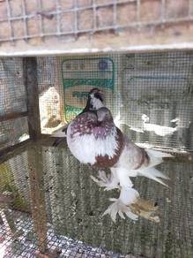 Burung merpati pomer