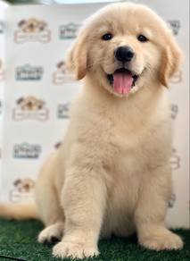 Golden Retriever