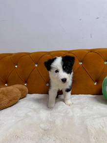 Border Collie
