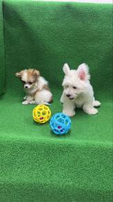 Westie Male Soft coat male Puppy