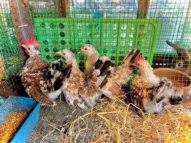 japanese bantam chicken ,Ayam japanese bantam 