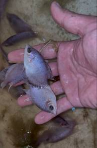 pepper kaloi gourami