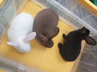 Arnab/Rabbit 