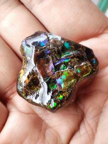 Natural Ammonite Phragmocone - Aurora Stone 💎