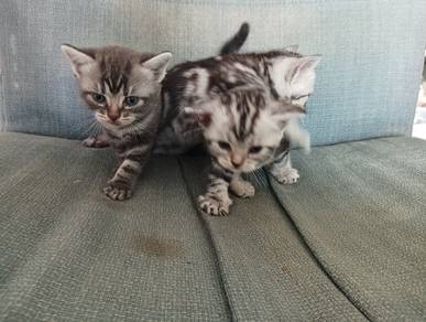 The Pure ASH american short hair kittens