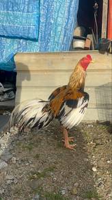 pembaka ayam ratu lhk