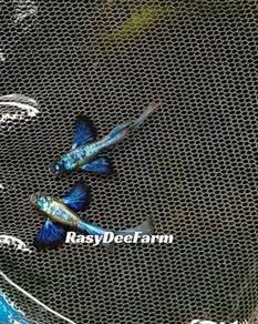 Ikan guppy dumbo blue