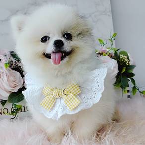 Pomeranian