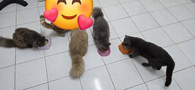 kucing mix bsh