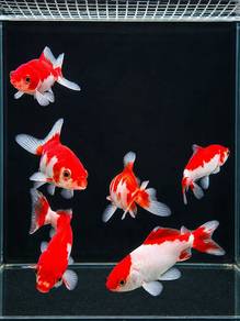 Red Comet Fish