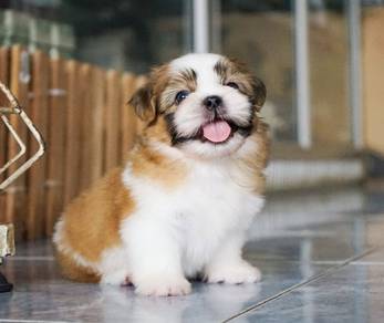 SHIH TZU PUPPIES A364🌻 Small Dog Female