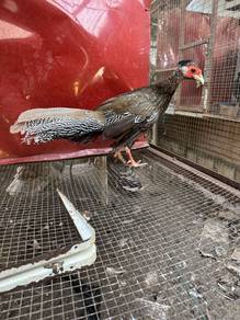 Silver pheasant