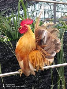 ayam serama kacuk