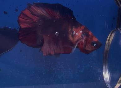 Betta fish