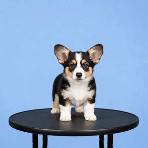 Corgi Tricolor
