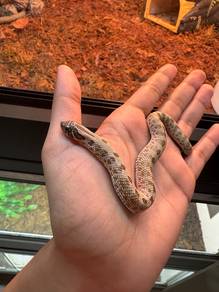 Hognose