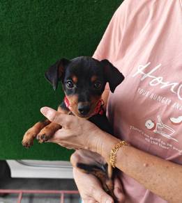 Pure Breed Mini Pinscher Female 1406