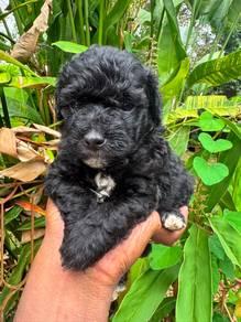 Poodle