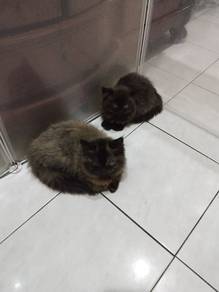 anak kucing semi flact face parsi 