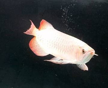 Arowana Super Red L