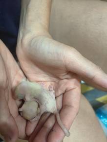 Sugar Glider Leusistic (Sarawak) 