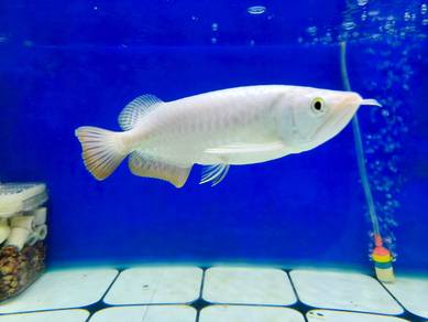 Mgbb Golden Crossback Arowana 7-8"