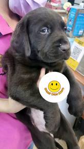 HHH5577 Labrador dark brown haired puppy