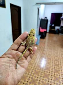Bearded Dragon 