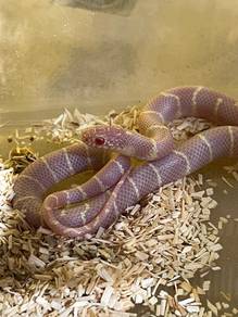 Albino Kingsnakes