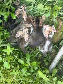 Domestic mixed-breed cats