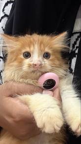 Parsi kucing