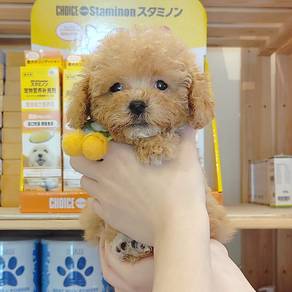Toy Poodle