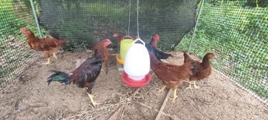 Ayam RIR