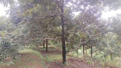 Agricultural Land in Linggi, NSN