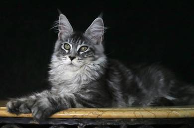 Silver Tabby Maine Coon