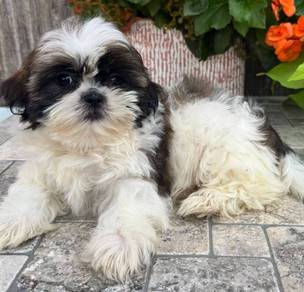 Shihtzu 