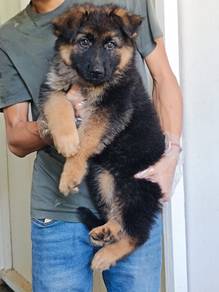 Big Bone German Shepherd Puppy