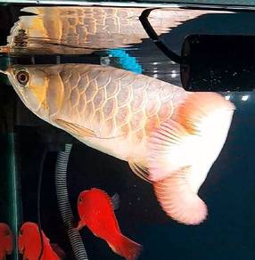 Super Red Arowana 