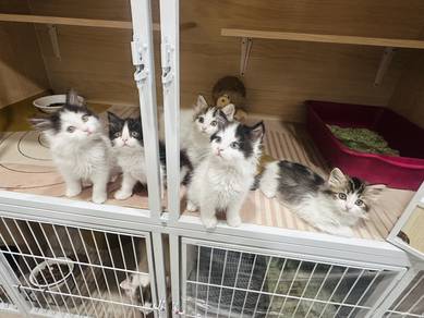 Mixed Ragdoll Kittens