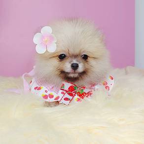 Pomeranian
