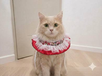 cat scarf