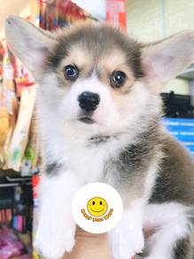 GS203 Welsh Corgi brown white & black haired