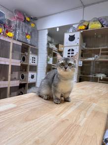 can send Singapore silver shaded bsh munchkin cat