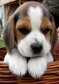 Doll-like Beagle Smooth Coat Long Ears Baby Dog
