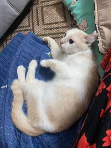 kucing percuma